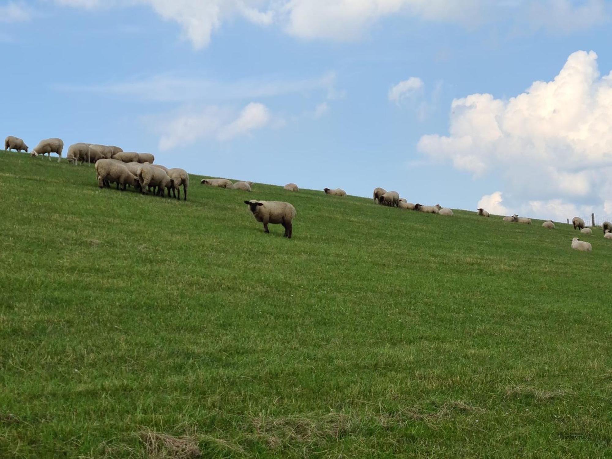 Haus Pudelwohl - Hundefreundliches Ferienhaus An Der Nordseekueste Sehestedt  Dış mekan fotoğraf